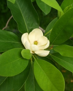 Sweetbay Magnolia, White Bay, Magnolia virginiana